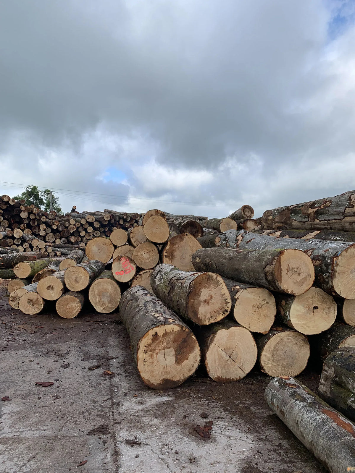 Camion complet – bois de chauffage, grume ou granulés