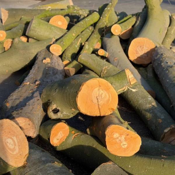 Bois frais à sécher